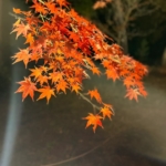 紅葉