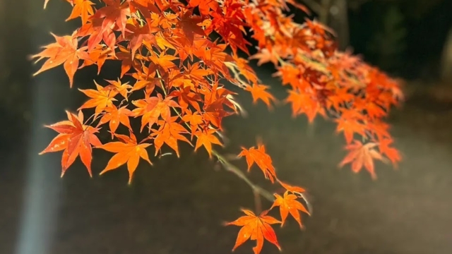 【 🍁埼玉で楽しむ秋の紅葉ランキング✨】